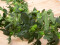 Hop Garland, artificial, 170cm