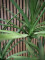 Dracaena, artificial plant, green, 170cm