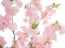 Cherry tree with 5 trunks, artificial plant, rose, 160cm