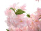 Cherry tree with 5 trunks, artificial plant, rose, 160cm