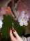 Cherry tree with 5 trunks, artificial plant, rose, 160cm