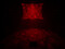 LED WF-100 Water Effect