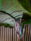 Taro Alocasia, artificial plant, 140cm