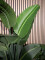 Strelitzia, artificial plant, 110cm