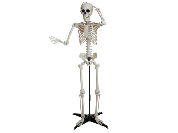 Halloween Skeleton, standing, 150 cm