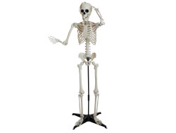 Halloween Skeleton, standing, 150 cm