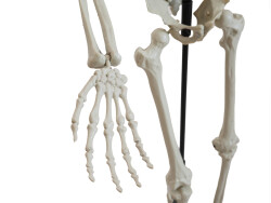 Halloween Skeleton, standing, 150 cm