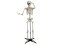 Halloween Skeleton, standing, 150 cm