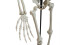 Halloween Skeleton, standing, 150 cm