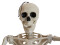 Halloween Skeleton, standing, 150 cm