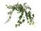 Ivy Bush Tendril, artificial, Class B, s2, d0 low flammability, 60cm