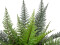 Boston Fern, artificial plant,Class B, s2, d0 low flammability, 50cm