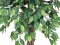 Ficus-Benjamini Multi-Stamm, Kunstpflanze, 180cm