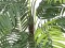 Areca Palme, Kunstpflanze, 110cm
