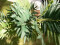 Areca Palme, Kunstpflanze, 110cm