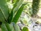 Banana tree, artificial plant, 210cm