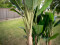 Banana tree, artificial plant, 210cm