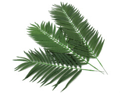 Kokos-Palmwedel, künstlich, 80cm 12x