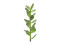 Money tree shoot, artificial plant, 30cm