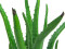Aloe Vera Plant, artificial plant, 63cm