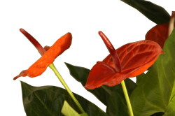 Anthurium Kunstpflanze mit roten Blüten, 150 cm