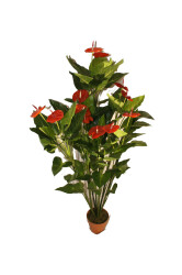 Anthurium mit roten Blumen, 150cm
