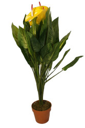 Anthurium mit gelben Blüten 120cm