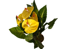 Anthurium mit gelben Blüten 120cm
