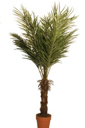 Decoflower Phönix Palme Kunstpalme – 150 cm...