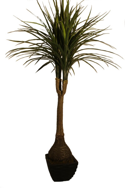 Ficus Baum