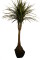 Ficus Baum