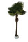 Fächerpalme 220cm