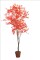 Maple Tree