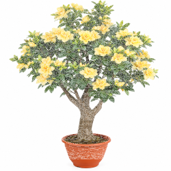 Azalea im Topf