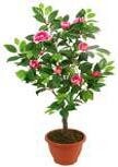 Camelia im Topf