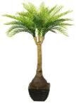 Taro Palme im Topf