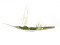 Deco Ball 3,5cm, light green, shiny48x