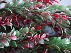 Grass tendril, artificial, green-red, 105cm