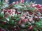 Grass tendril, artificial, green-red, 105cm
