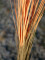 Schilfgras, künstlich, hellbraun, 127cm