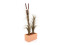 Reed grass cattails, dark-brown, artificial, 152cm