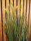 Wheat early summer, artificial, 60cm