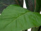 Sago palm tree, artificial, 45cm