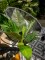 Sago palm tree, artificial, 45cm