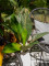 Sago palm tree, artificial, 45cm