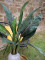 Sago palm tree, artificial, 45cm