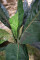 Sago palm tree, artificial, 45cm