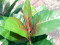 Rubber tree, artificial plant, 100cm