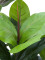 Rubber tree, artificial plant, 100cm