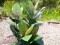 Rubber tree, artificial plant, 100cm
